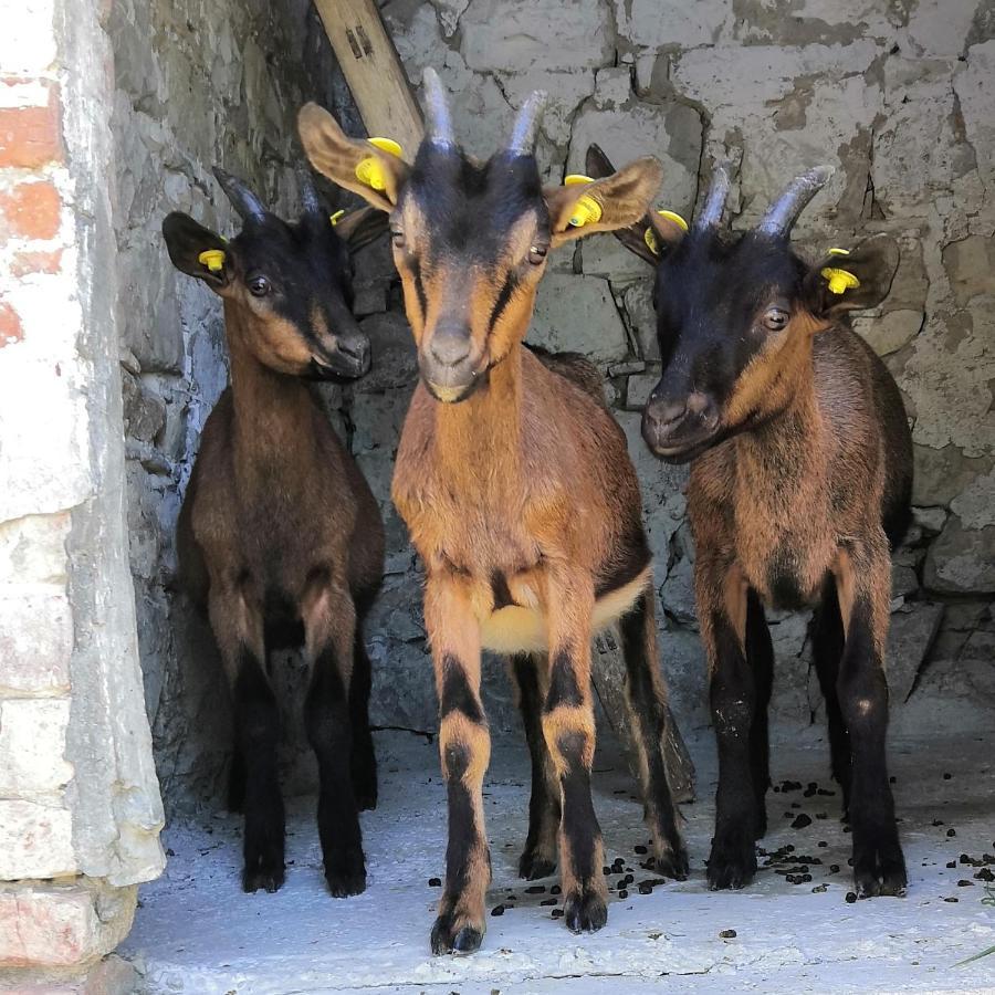 B&B Demetra Solignano Bagian luar foto